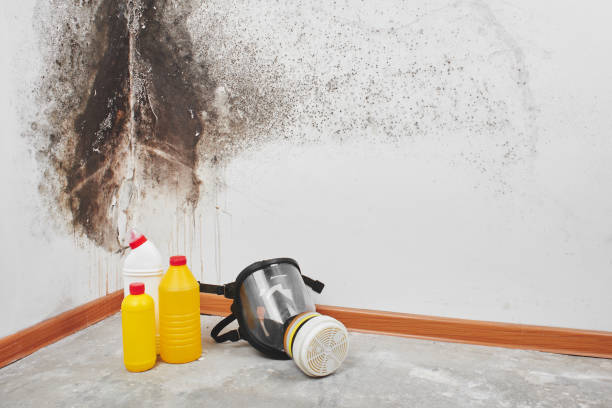 Best White Mold Remediation in Bolivar, MO