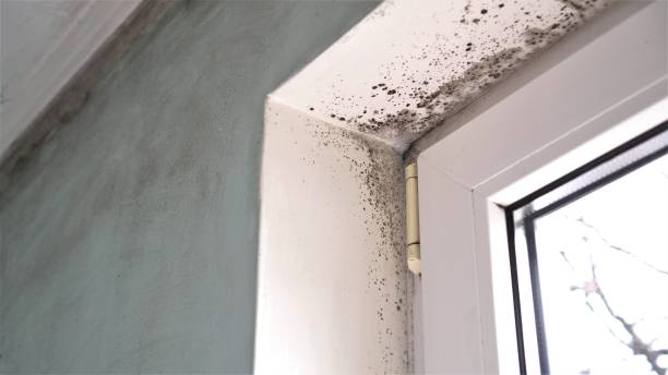 Best Mold Remediation for Specific Building Types in Bolivar, MO