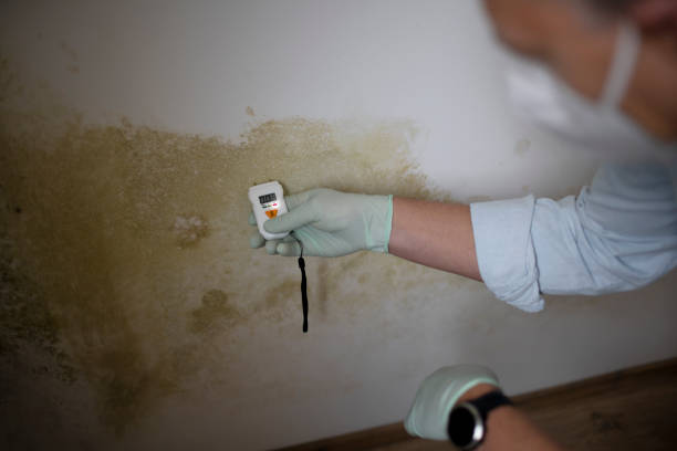 Best DIY Mold Remediation Support Services in Bolivar, MO
