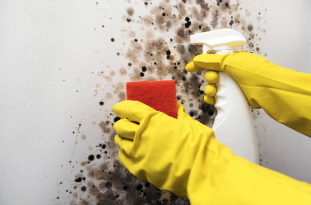Best Industrial Mold Remediation in Bolivar, MO