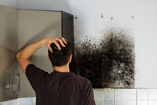 Best Bathroom Mold Remediation in Bolivar, MO